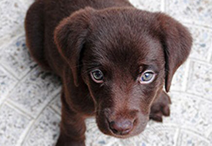 Welches Haustier passt zu mir? Teil 1 – Hunde